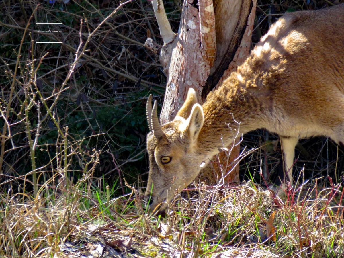 Hotel Rio Escabas, Serrania De Cuenca Cañamares Eksteriør bilde